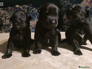 Mixed Breed dogs STUNNING LITTER SIBERIAN HUSKY x RED FOX LABRADOR - Advert 12