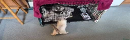 Mixed Breed cats for sale: Rare opportunity to have loving bottle fed Kittens in Melton Constable - Advert 23