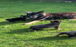 German Shepherd dogs for sale: Chunky Farm bred GSD pups ready now. - Image 17