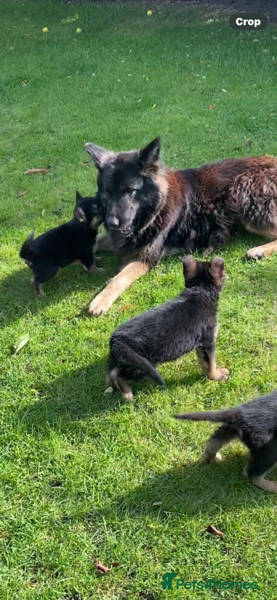 German Shepherd dogs for sale: Chunky Farm bred GSD pups ready now. - Image 17