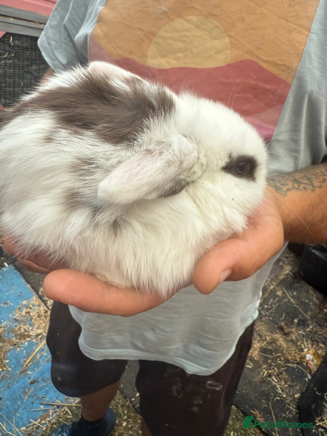Mini Lop rabbits for sale: Mini lop - Image 17