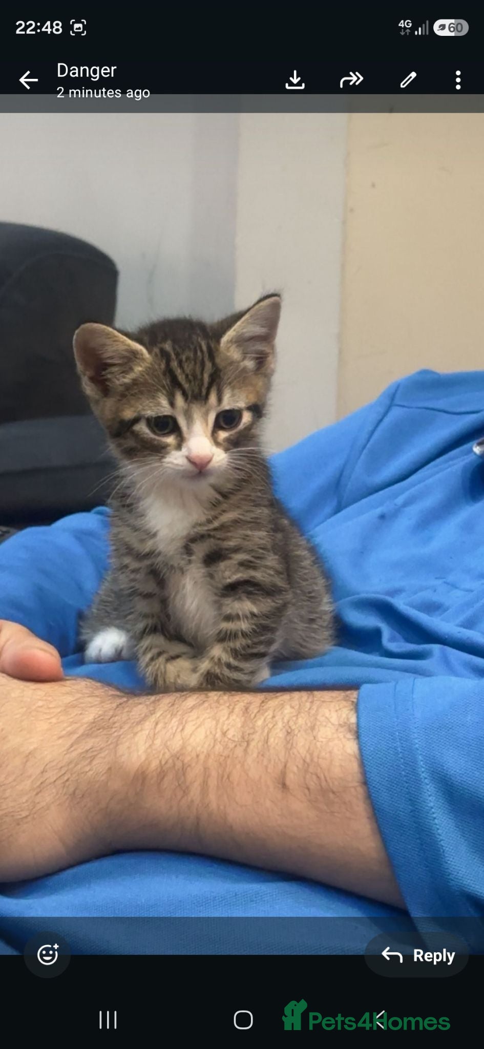 Mixed Breed cats Gorgeous male Kitten  - Advert 3