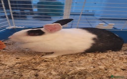 Mixed Breed rabbits for sale: House rabbit in need of re homing  - Image 3