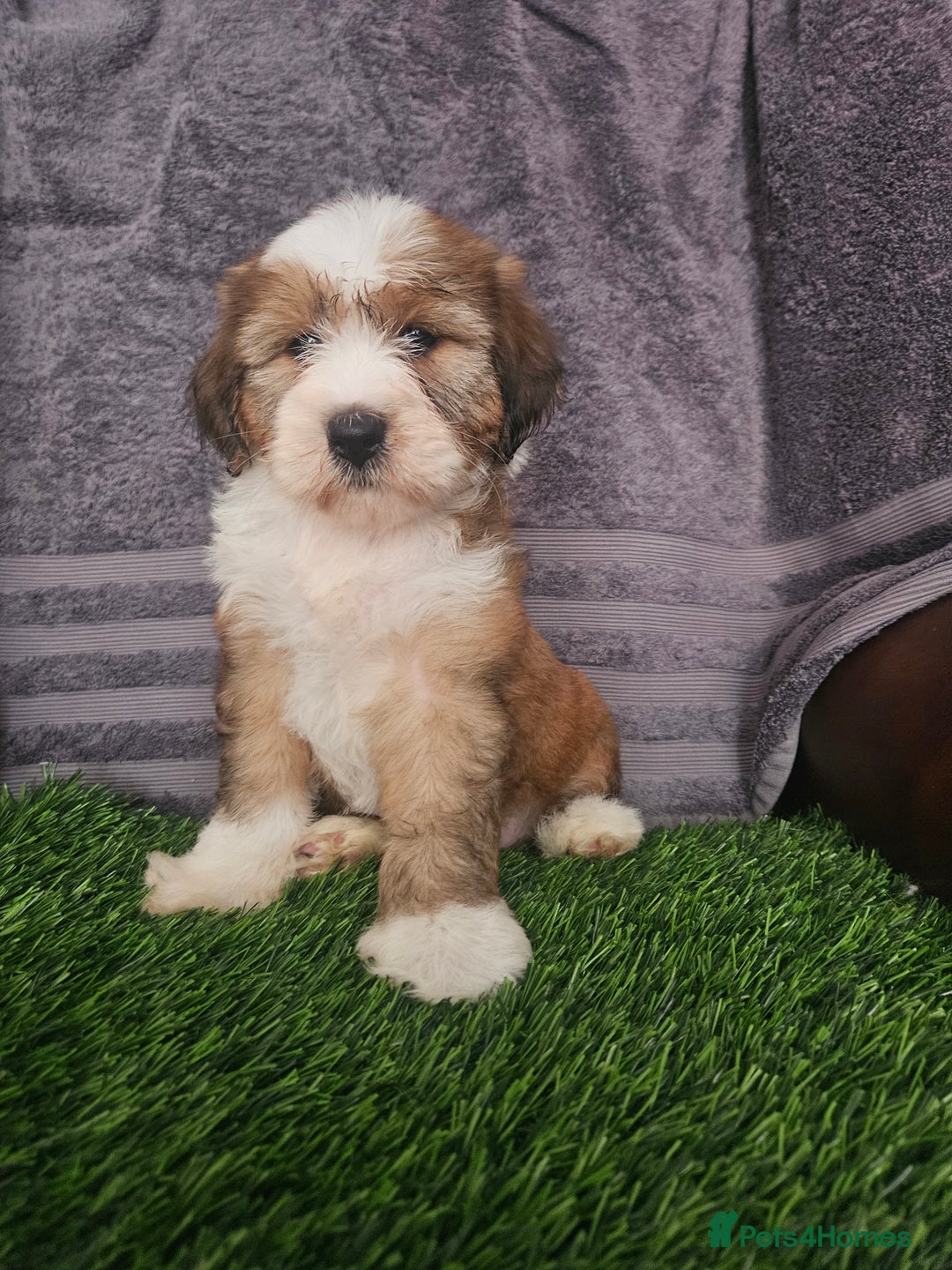Tibetan Terrier dogs for sale: Fabulous Tibetan Terrier  - Image 3
