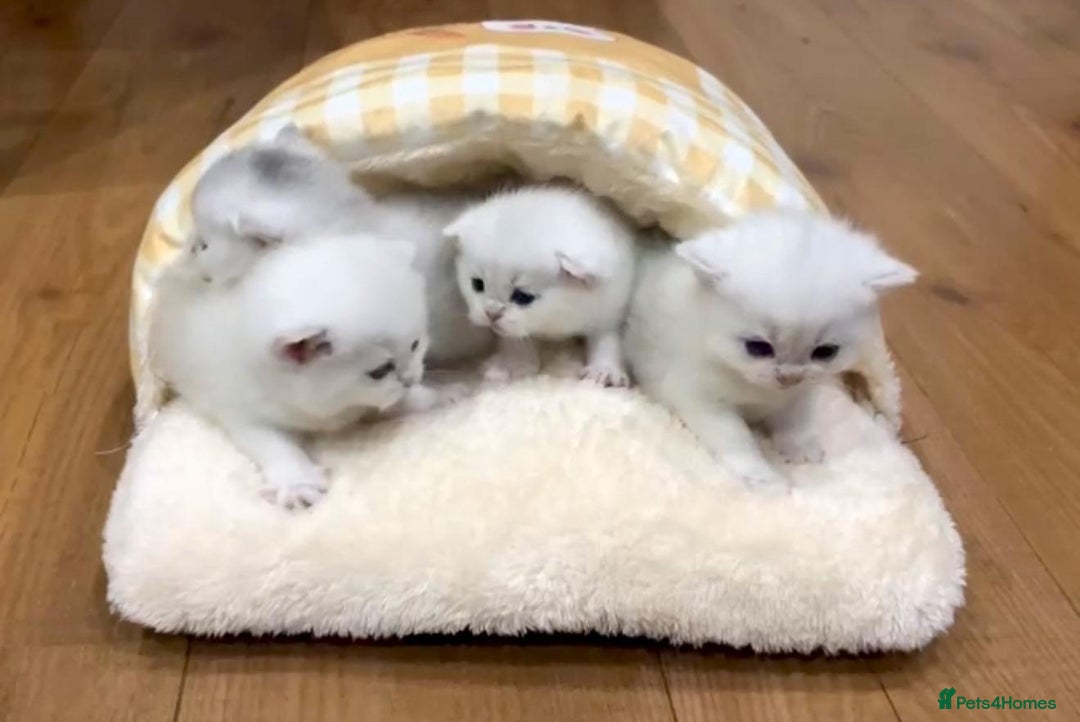 British Shorthair cats for sale: White British Shorthair Kittens – Rare Green Eyes - Advert 15