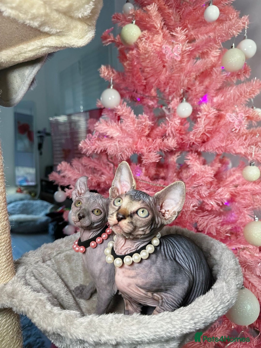 Sphynx cats for sale: 🌟 Stunning Sphynx & Elf Kittens  - Advert 13