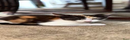Mixed Breed cats for sale: Ragdoll Male Kitten + 2 Female Calico Kittens - Advert 11