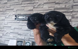 Sprocker dogs for sale: F1 SPROCKER SPANIELS ( 2BOYS LEFT)  - Image 2