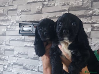 Sprocker dogs - Advert 5