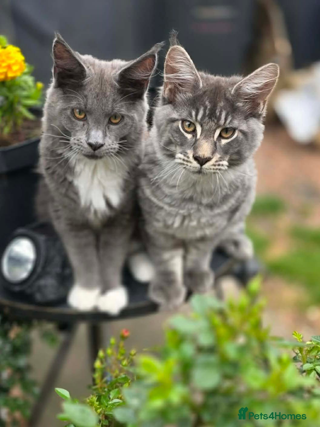 Maine Coon cats Maine Coon kittens for sale - Advert 1