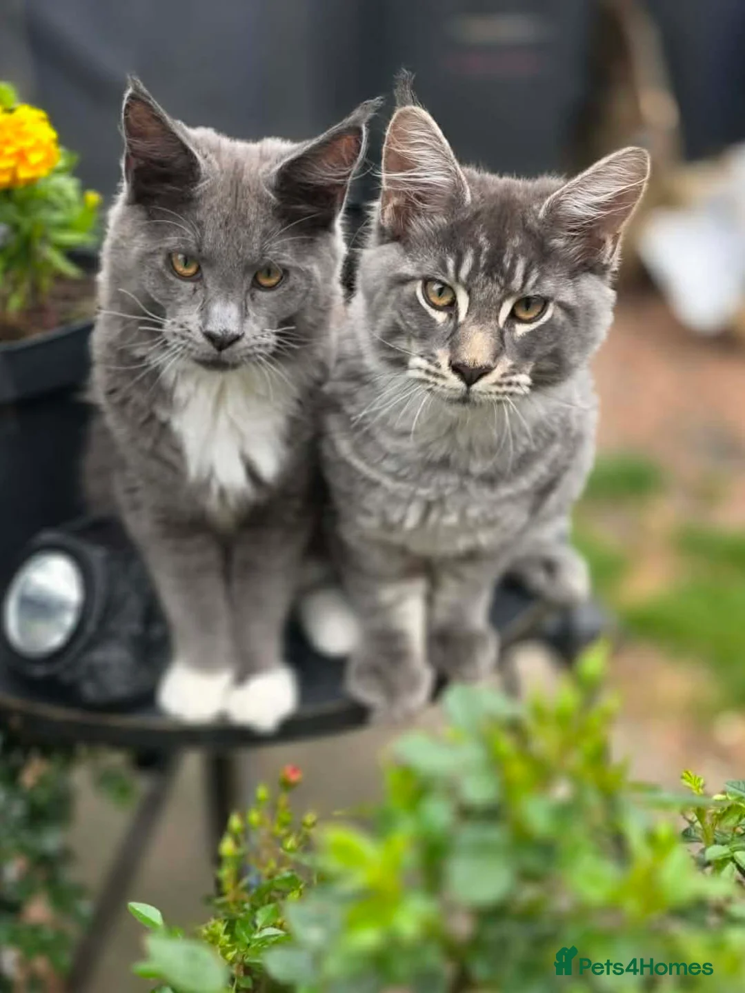 Maine Coon cats for sale: Maine Coon kittens for sale - Advert 1
