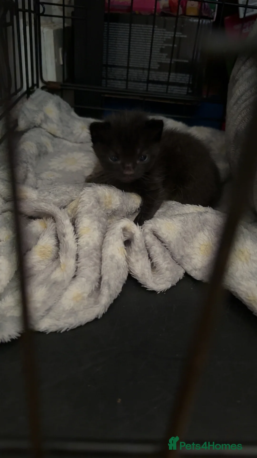 Mixed Breed cats for sale: 2 beautiful kittens looking for new homes  - Advert 6