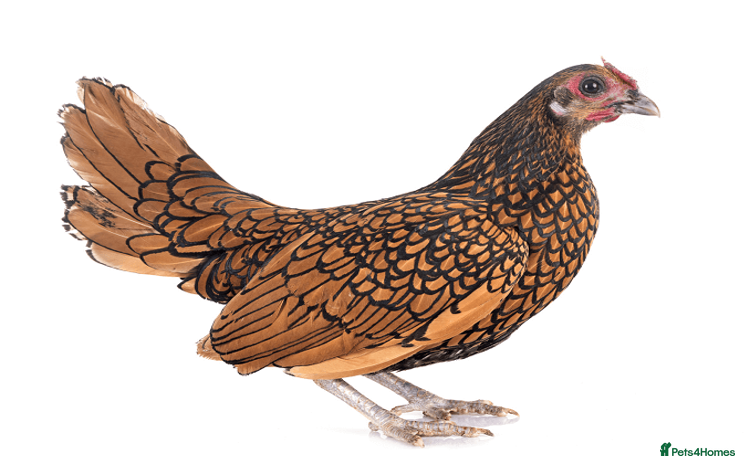 Chickens poultry - Advert 13