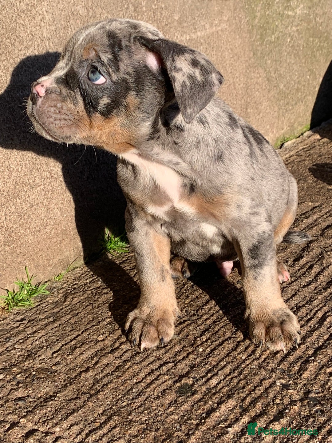 Olde English Bulldogge dogs for sale: Olde English bulldogges generational  - Advert 37