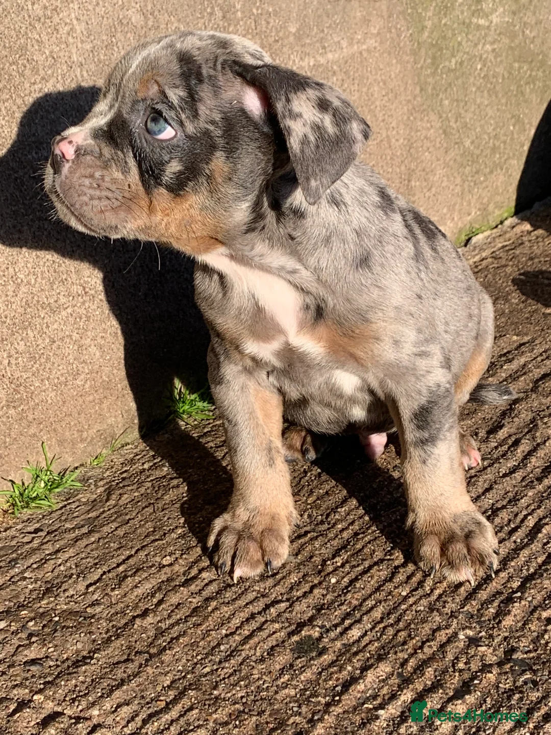 Olde English Bulldogge dogs for sale: Olde English bulldogges generational  - Advert 33