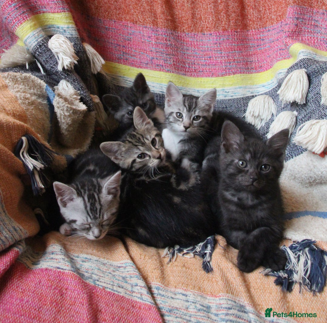 Mixed Breed cats for sale: Maine Coon Cross Kittens – Home Raised, Ready Jan - Advert 1