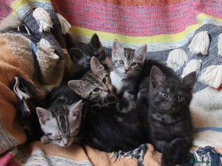 Mixed Breed cats Maine Coon Cross Kittens – Home Raised, Ready Jan - Advert 1