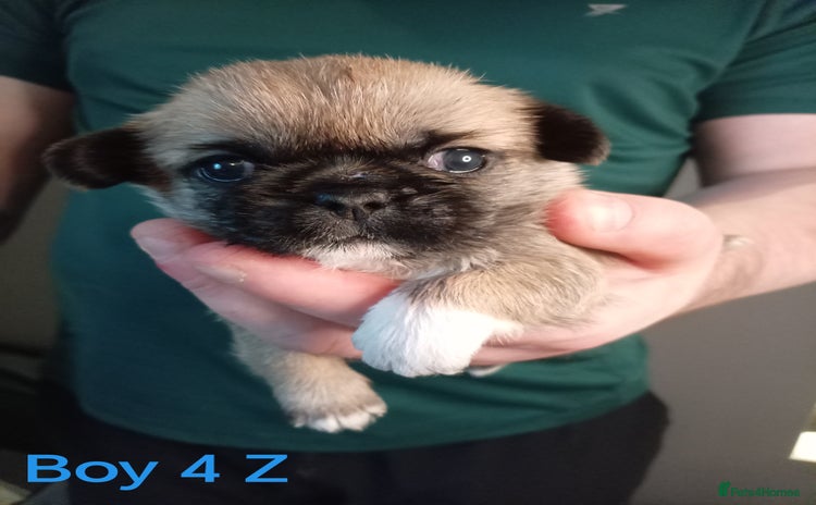 Mixed Breed dogs - Advert 10