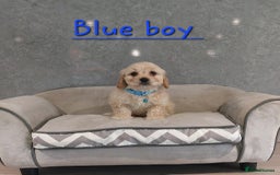 Cavachon dogs for sale: Beautiful F1 Cavachon boys 💙 - Image 7