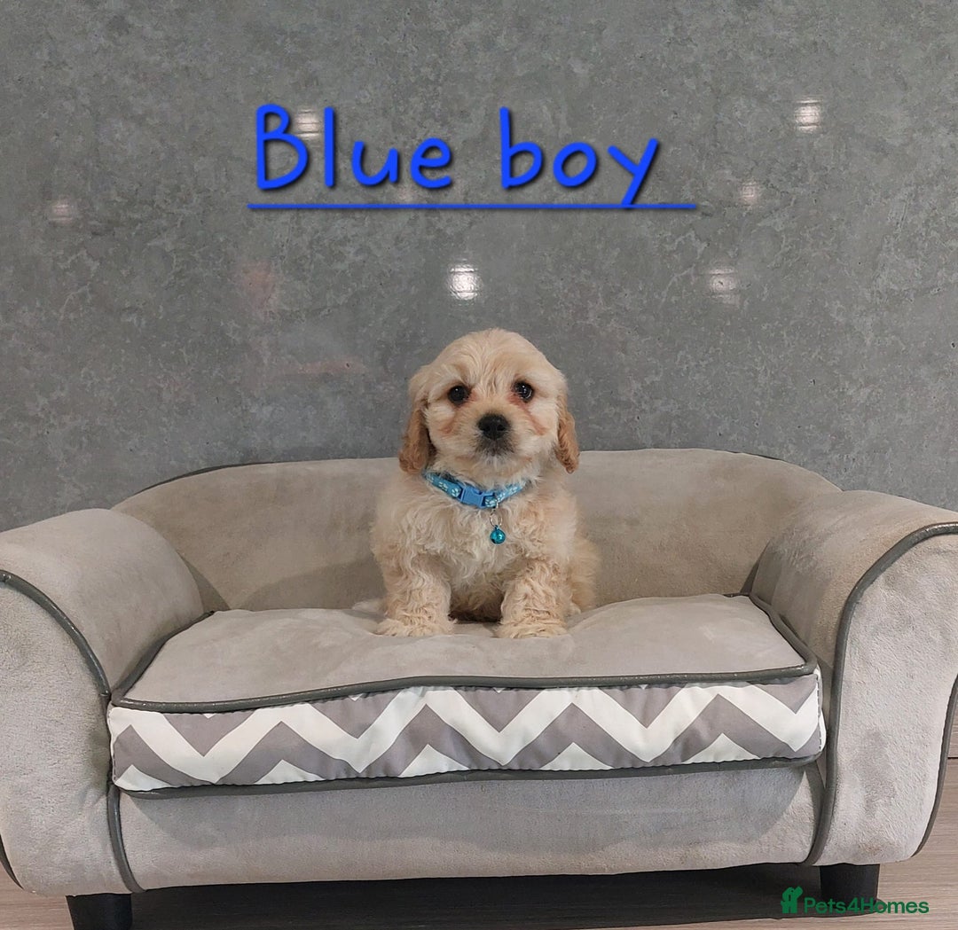 Cavachon dogs for sale: Beautiful F1 Cavachon boys 💙 - Image 7
