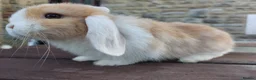 Mini Lop rabbits for sale: ☆ Two Baby Doe Mini Lops ☆ - Advert 2