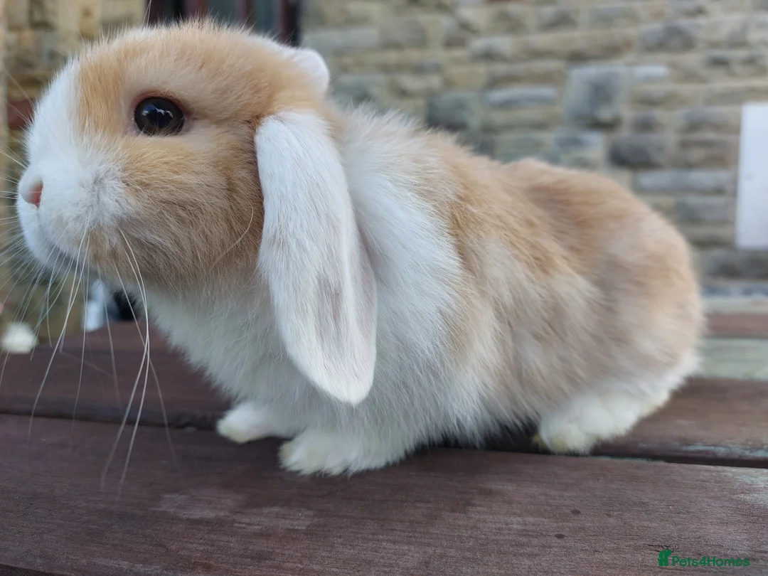 Mini Lop rabbits for sale: ☆ Two Baby Doe Mini Lops ☆ - Advert 2