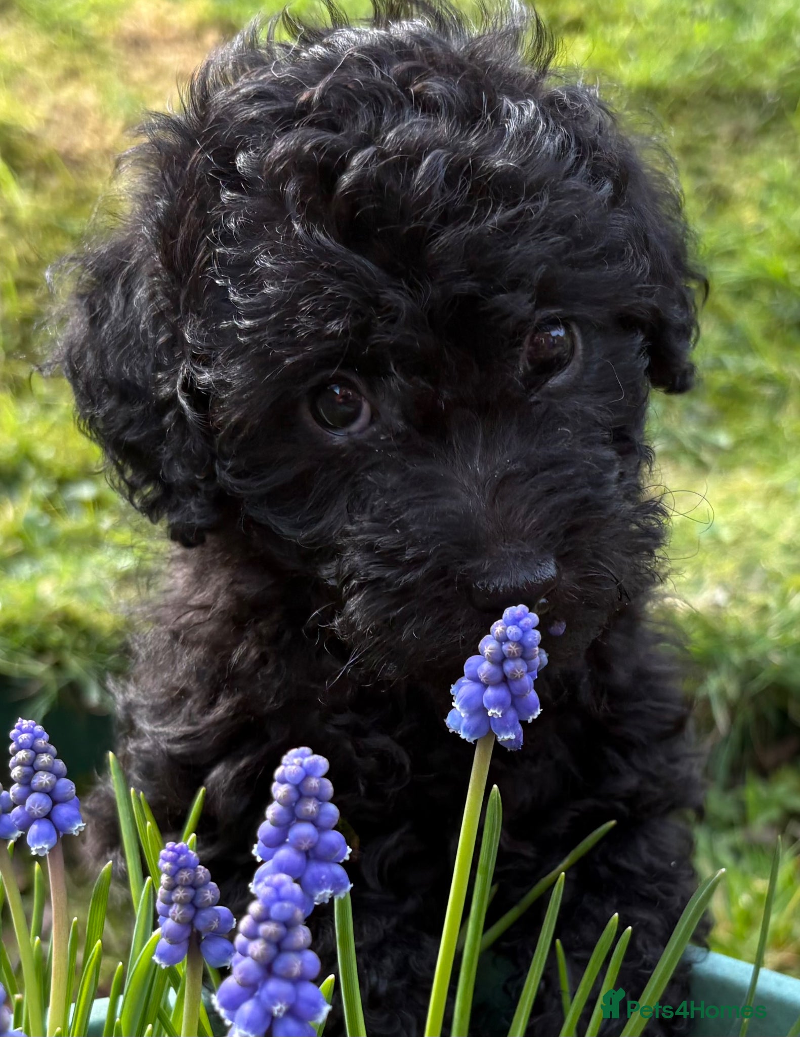 Jackapoo dogs  🐾 Mini Jackapoo Puppies (F1b) Ready now 🖤 - Advert 15