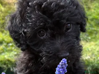 Jackapoo dogs 🐾 Mini Jackapoo Puppies (F1b) Ready now 🖤 - Advert 15