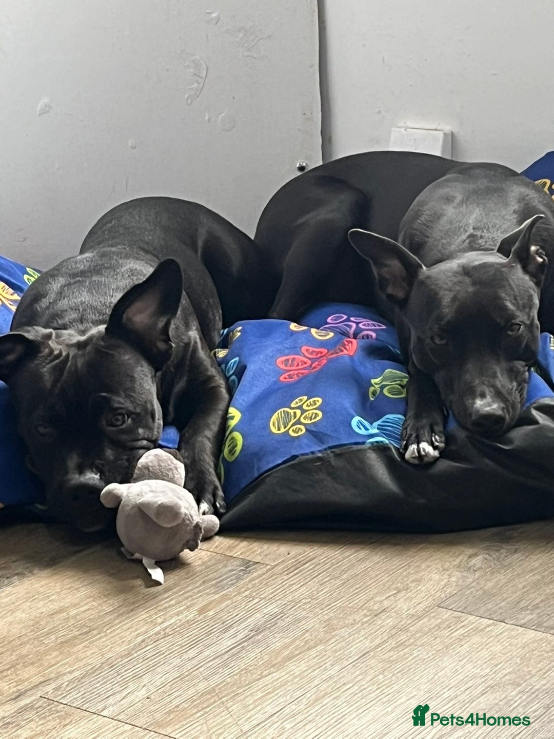 Mixed Breed dogs for sale: 11 Lurcher x Staffy pups for Sale! - Advert 36