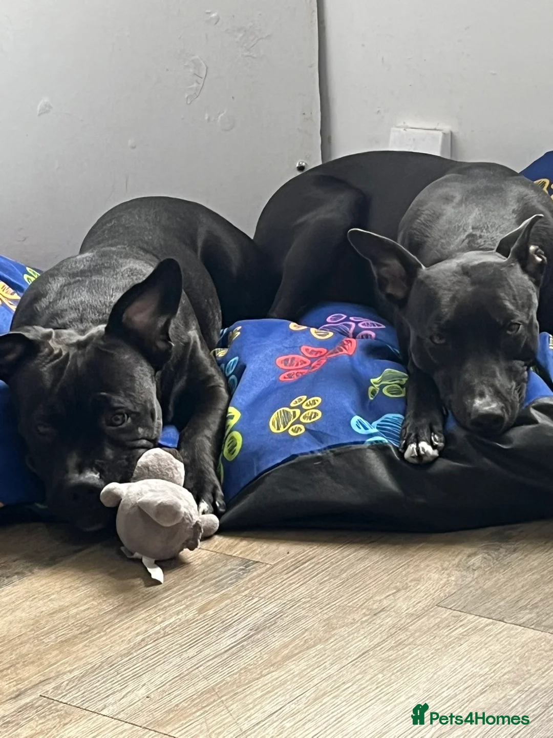 Mixed Breed dogs for sale: 2 Lurcher x Staffy pups left - READY TO LEAVE! - Advert 4