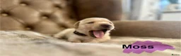 Labrador Retriever dogs for sale: FTCH CHAMPION🏆 KC HEALTH TESTED STAR STUDED PED⭐️ in Lewes - Advert 30