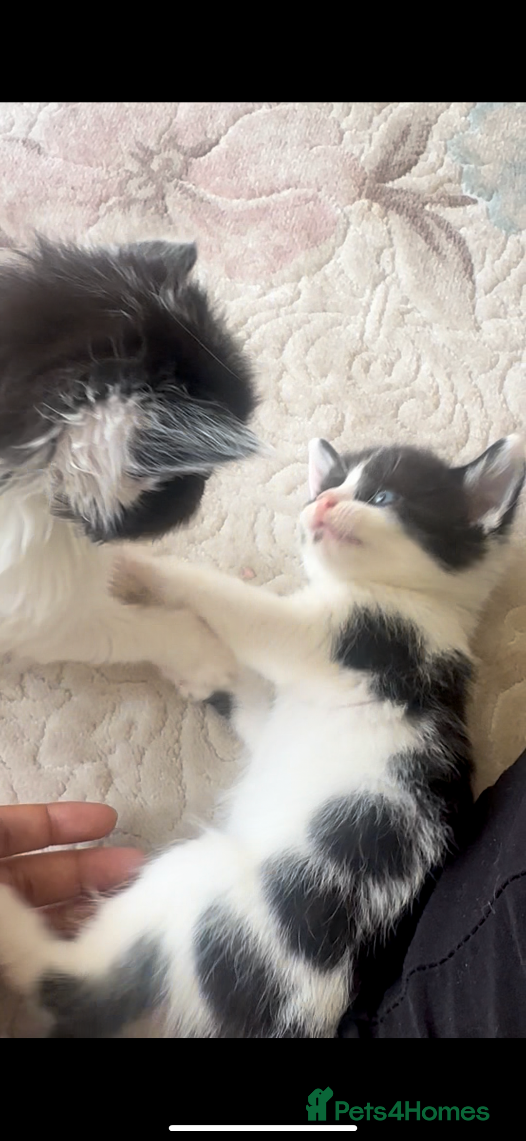 Ragdoll cats for sale: Beautiful ragdoll x British long hair kittens sale - Image 5
