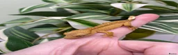 Gecko reptiles for sale: Crested Gecko Babies - Advert 15