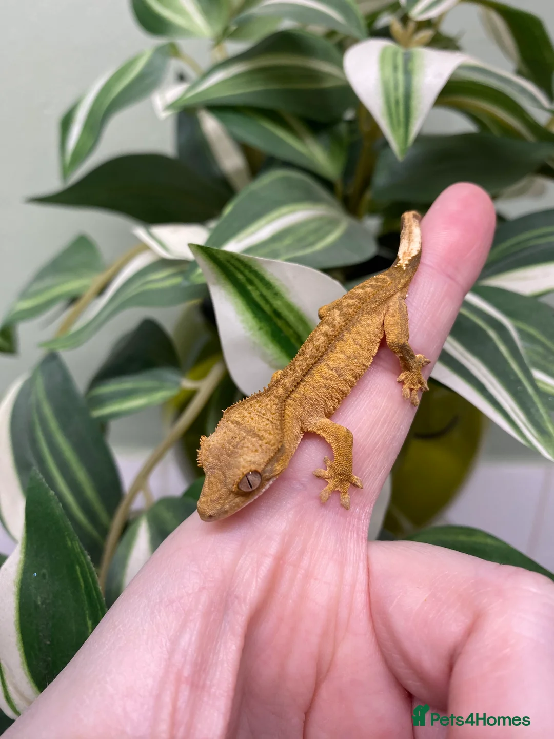 Gecko reptiles for sale: Crested Gecko Babies - Advert 15