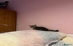 Bengal cats for sale: Bengal x Ragdoll Kittens - Advert 9