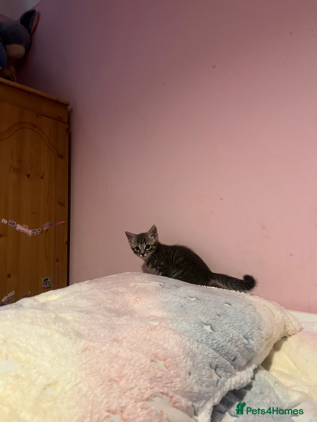 Bengal cats for sale: Bengal x Ragdoll Kittens - Advert 9