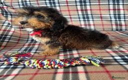 Cockapoo dogs for sale: Stunning F1 cockerpoo puppies - Image 8
