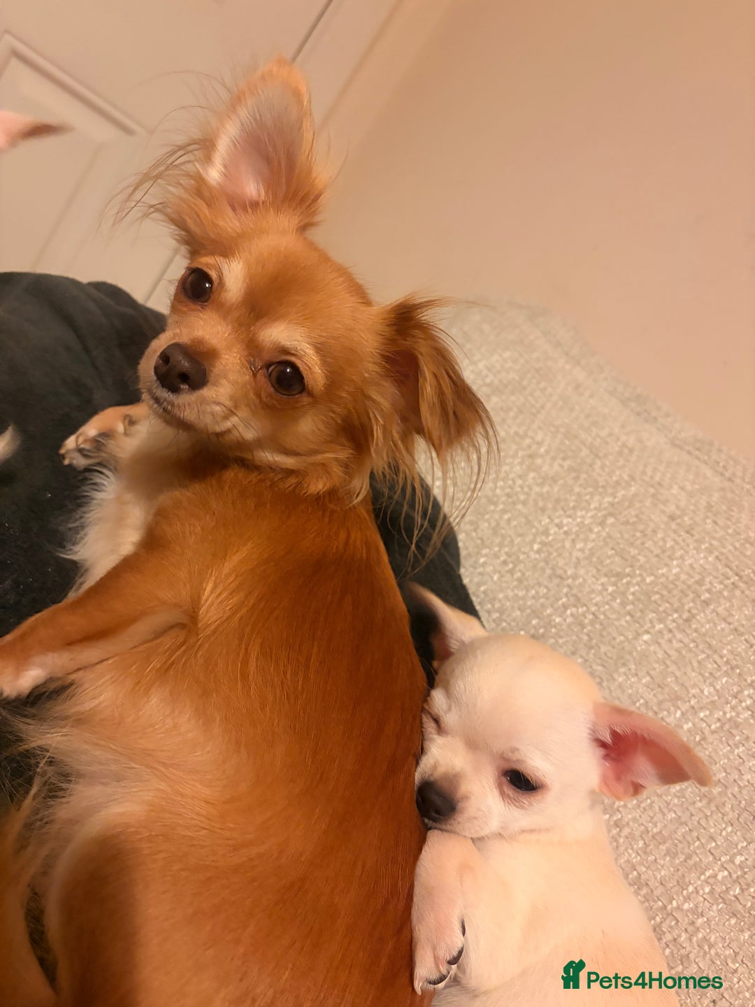 Mixed Breed dogs for sale: Beautiful chihuahua X puppies - Advert 10