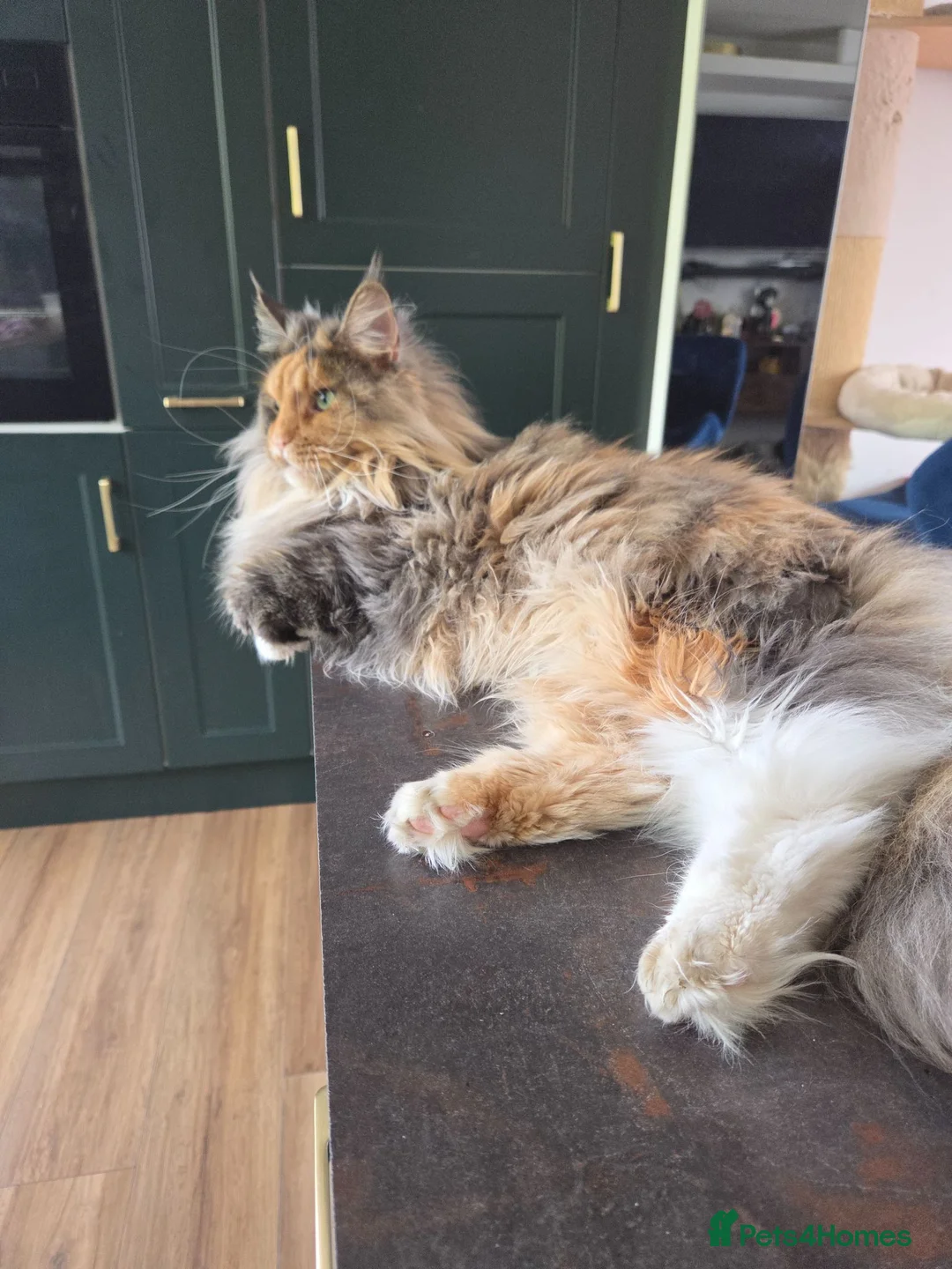Maine Coon cats for sale: Female Maine Coon Registered FIFe/ Reservation!!! - Advert 2