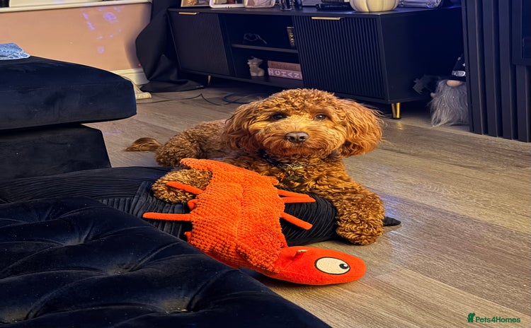 Cockapoo dogs - Advert 15