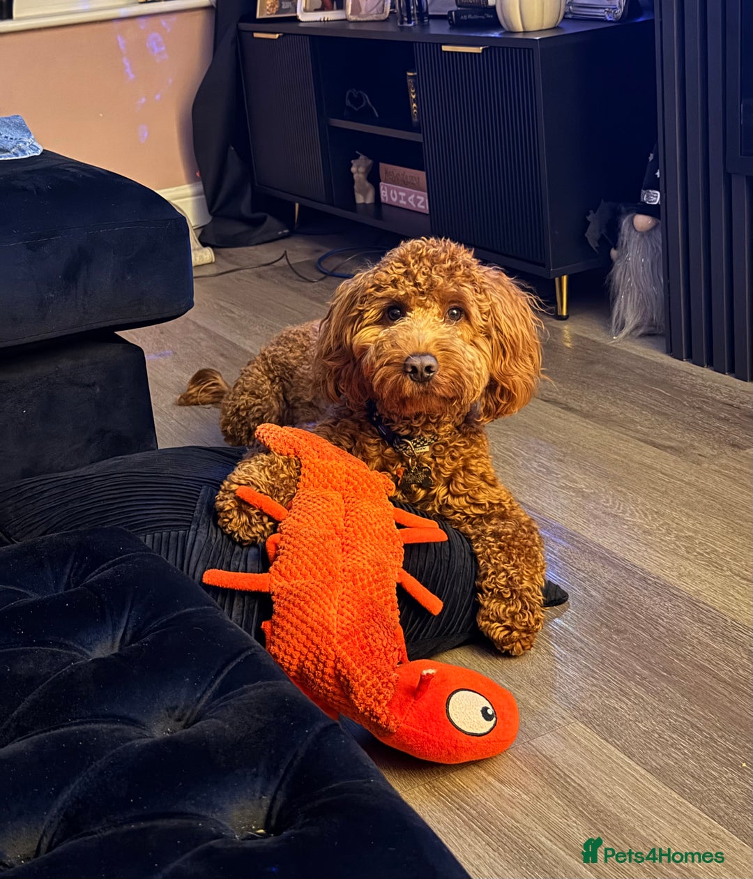 Cockapoo dogs for sale: Fox red F1 cockapoo - Image 1