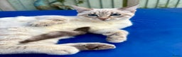 Keetso cats for sale: Superb polydactyl girl - Advert 21