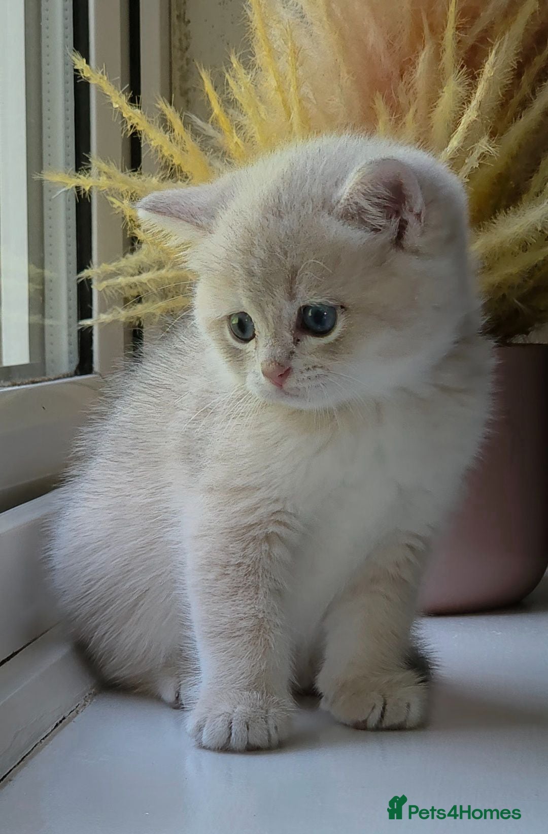 British Shorthair cats Rare stunning GCCF Golden British Shorthair Kitten - Advert 2