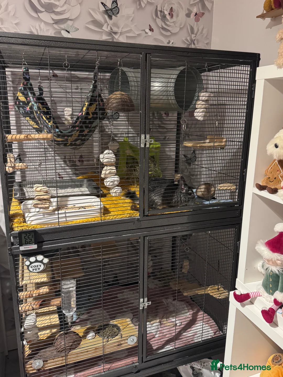 Chinchilla rodents for sale: 5 yr old chinchilla large cage everything he needs in Okehampton - Advert 1