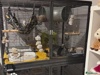 Chinchilla rodents 5 yr old chinchilla large cage everything he needs - Advert 14