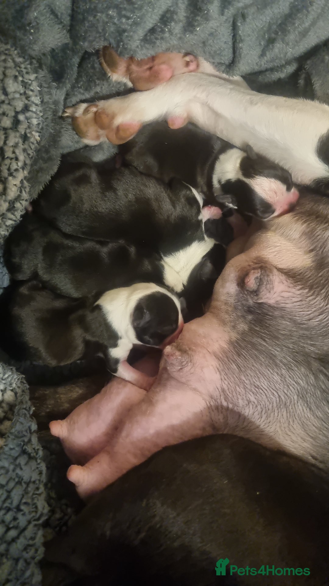 Boston Terrier dogs for sale: 4th Generational Outstanding Pups - Advert 4