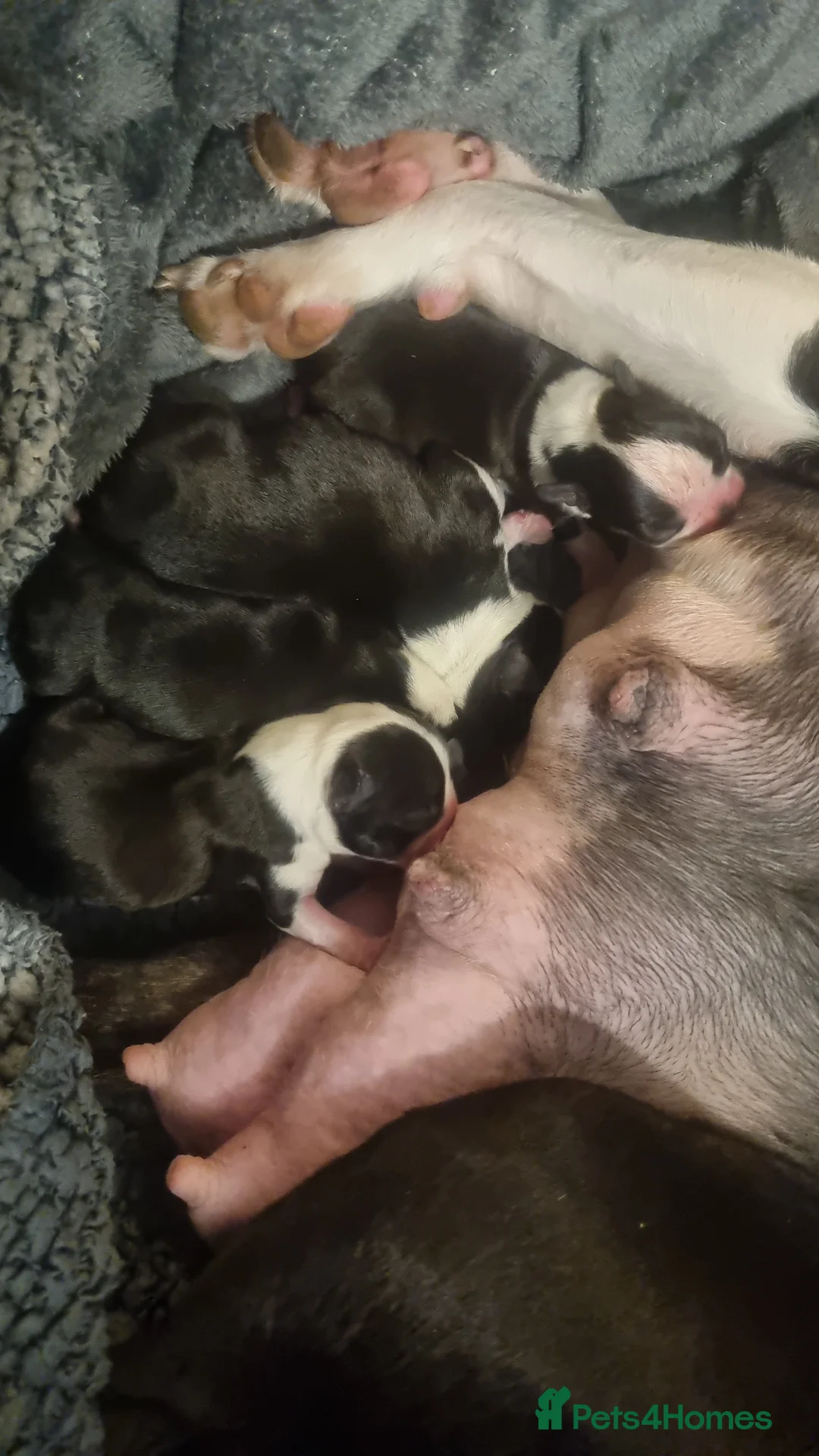 Boston Terrier dogs for sale: 4th Generational Outstanding Pups - Advert 6
