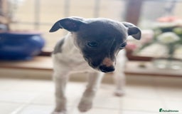 Whippet dogs for sale: Whippet puppies ready now  - Image 8