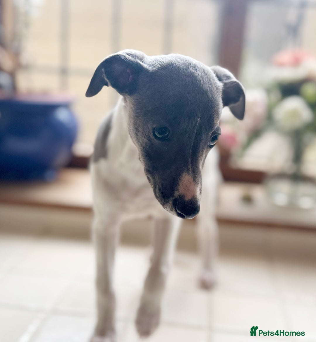 Whippet dogs for sale: Whippet puppies ready now  - Image 8