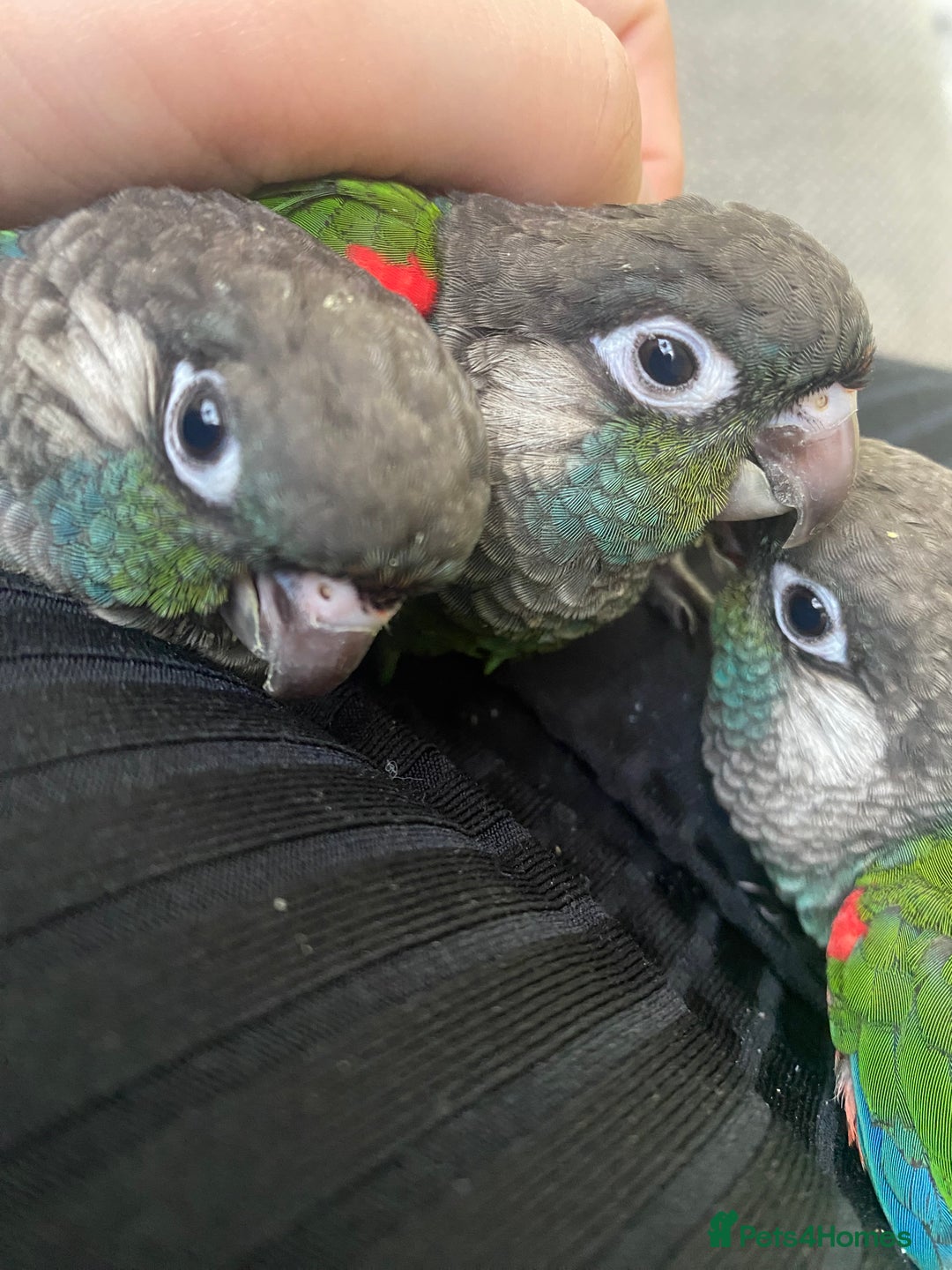 Conures birds for sale: Hand reared silly tame conure  - Image 2
